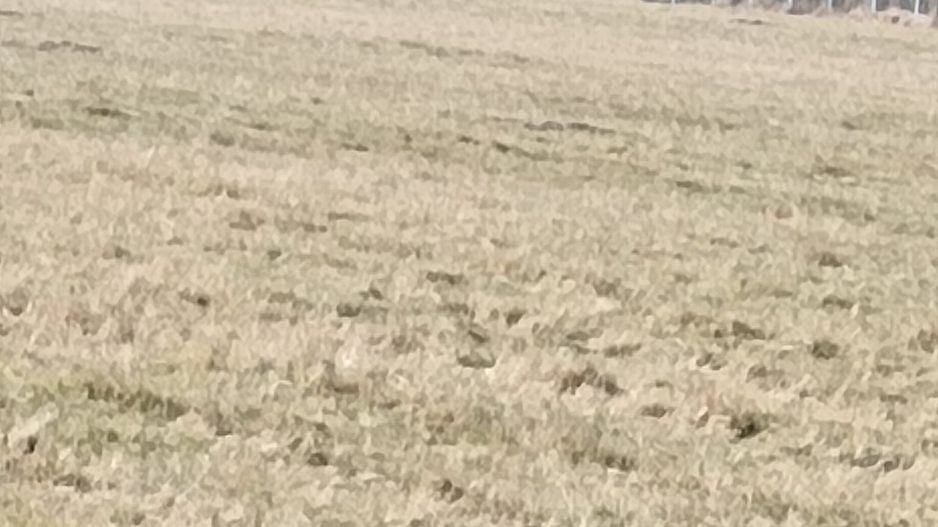 Teren langa Padure Dragomirna 40 Ari ISuceava/Dragomirna I 65.000Euro - Poză 2