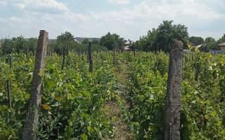 Teren intravilan de vânzare în Războieni, comuna Ion Neculce, Iași - Poză 5