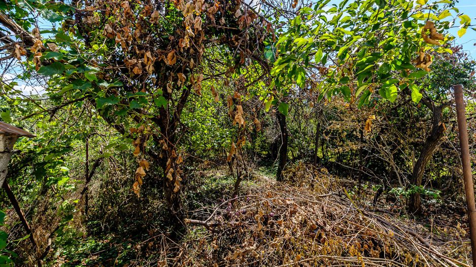 Casă cu teren de 716 mp pe strada Dorobanți, Pârneava. - Poză 12