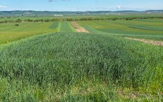 Teren extravilan 2393 mp | Gura Râului | acces, Carte Funciară - Poză 1