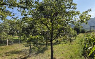 Teren intravilan 1.370 mp – Subcetate, – 10.900 euro neg., - Poză 3