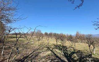 Teren intravilan | Berința | 5800 mp - Poză 5