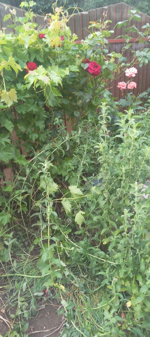 Casa 3 camere Jud Ilfov - Poză 15