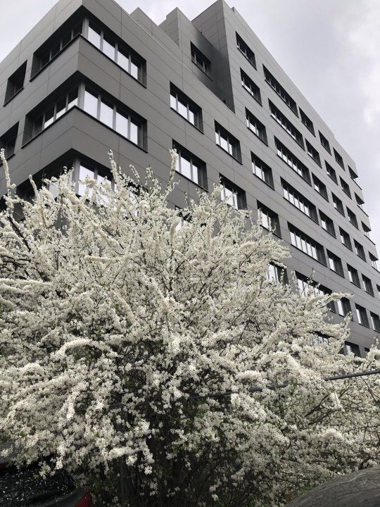 Spatiu comercial si   birouri intersectie Timpuri Noi, suprafata  250mp+terasa, - Poză 1