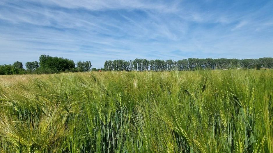 Ferma de Cultura Mare 1100 HA - Poză 10