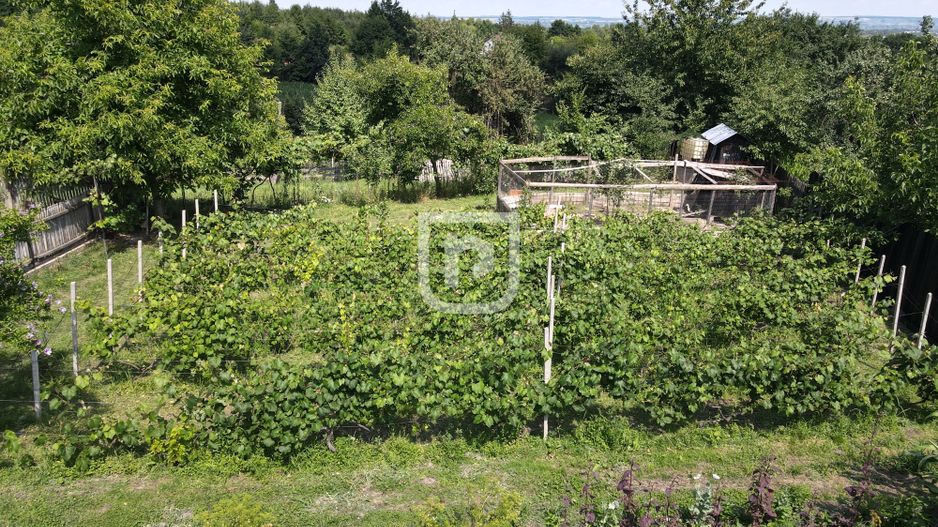 Ferma agricola, plantatii de mure, trandafiri, vita-de-vie - Poză 4