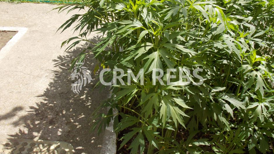 Teren în 1 Decembrie, judet Bucuresti Ilfov - Poză 6