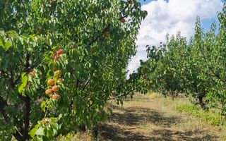 Ferma pomicola cu teren livada 270 ha - Timis - Poză 5