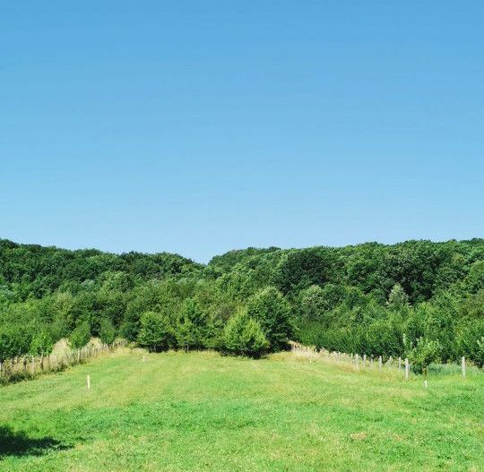 Vanzare teren intravilan, Smeura de Sus - Poză 4