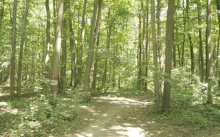 Ocazie ! PIPERA - padurea Baneasa, 7 Ha. in apropiere de Rez. Oxford - Poză 4