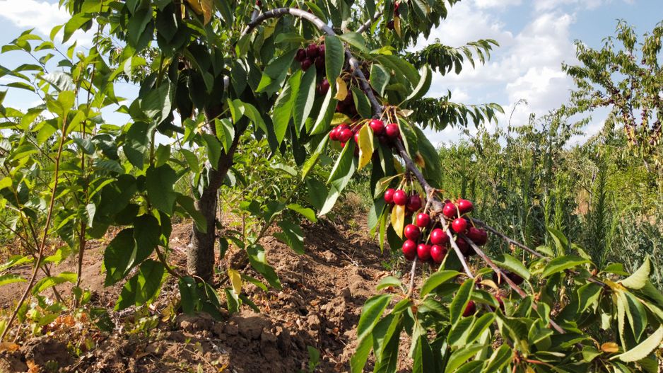 Ferma pomicola cu teren livada 270 ha - Timis - Poză 6