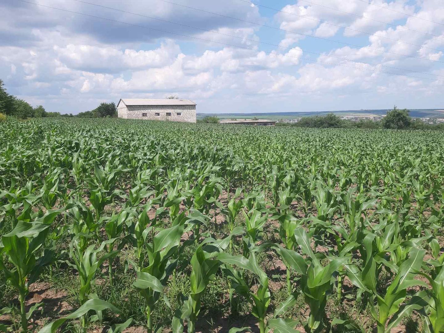 Teren cu spații industriale sau depozitare - Poză 1