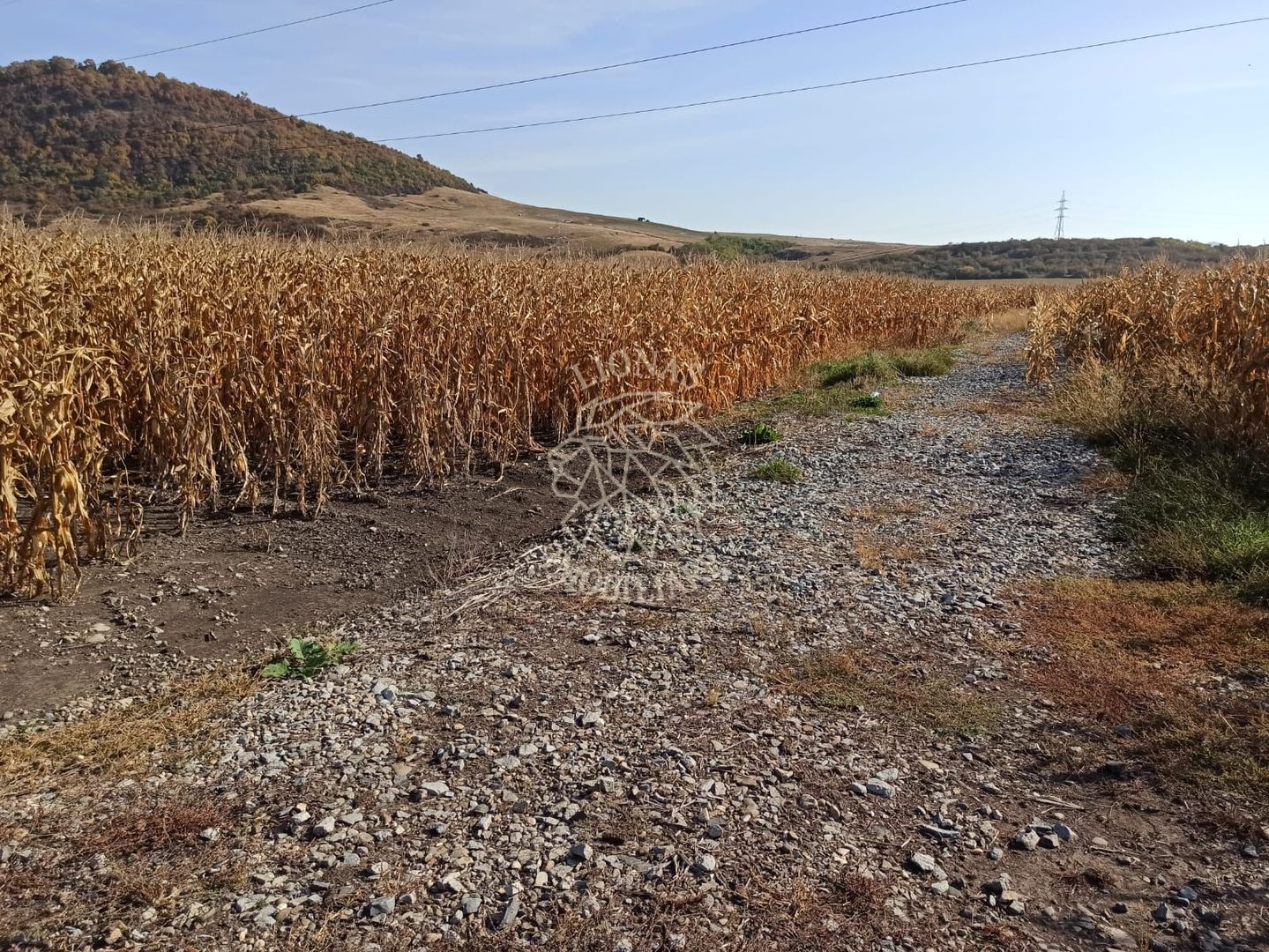 Parcele intre 770 mp si 4606 mp-ideal investitie-Sarata - Poză 5