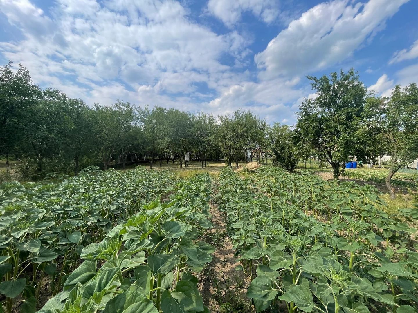 Vindem casă tradițională in sat Sabolciu,central, 4500 mp- 76.000 euro - Poză 13