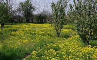 Teren 2.600 mp, utilități, Str. Merișor – Giurgiu - Poză 3