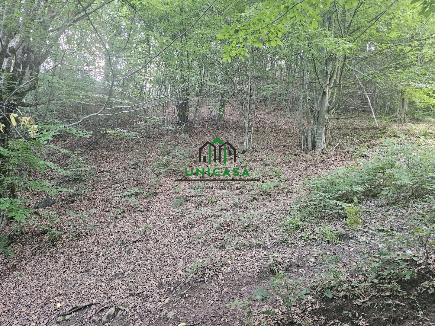 Teren extravilan  cu potential turistic - Brezoi - Poză 4