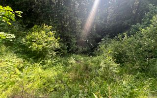 Teren Intravilan | Brodina de Jos | 16900 MP - Poză 9