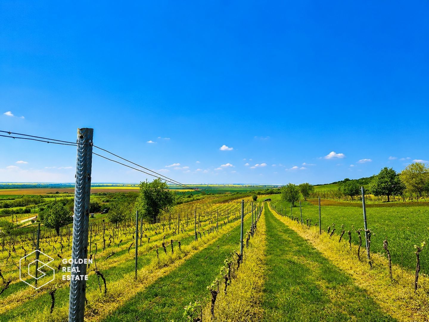 1,35 hectare vie pe rod (Cabernet si Merlot), Siria - Poză 7