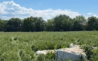 OPORTUNITATE lot de 1952mp in zona LIVADA, Sanpetru - Poză 4