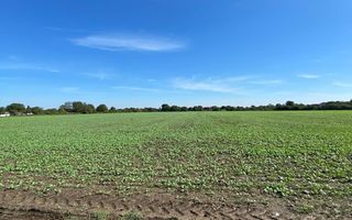 Teren Intravilan 825mp Cu dubla deschidere si Drum de servitute, Dascalu  Ilfov - Poză 5