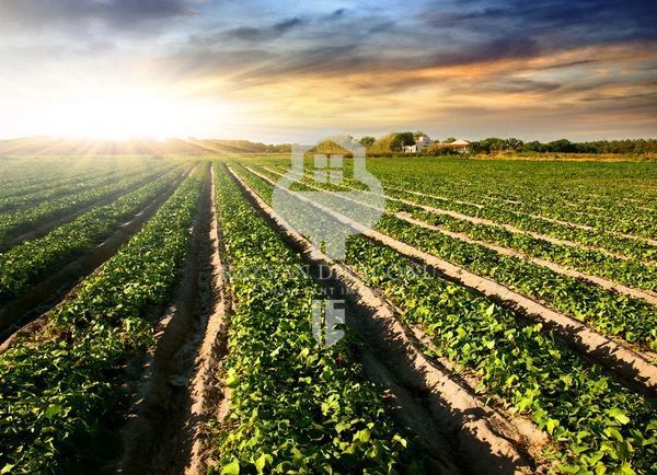 TEREN DE VANZARE - Poză 1