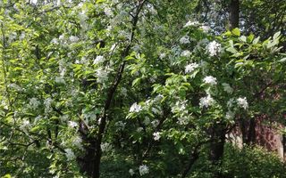 BRASADAS vinde casa mare cu teren 2100 mp zona Titulescu. - Poză 9