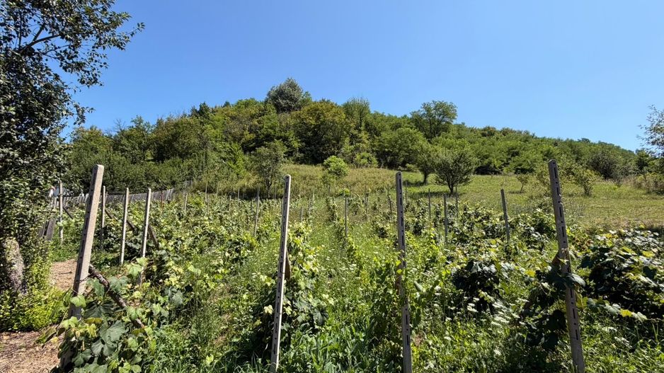 🏡 CASĂ BĂTRÂNEASCĂ DE VÂNZARE – SĂNDULENI,  💥 Comision 0% - Poză 4