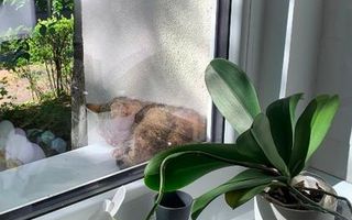 Apartament 2 camere de închiriat, Cornisa, str. Argeșului, Târgu Mureș - Poză 8