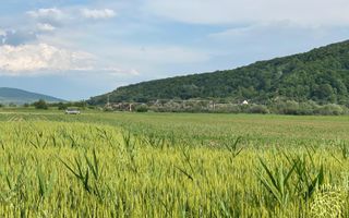 Teren -4.300 mp - Arabil - Chintelnic - Poză 6