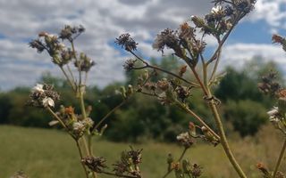 Descoperă o oportunitate rară: Teren intravilan- 2.000 mp în Zădăreni - Poză 13