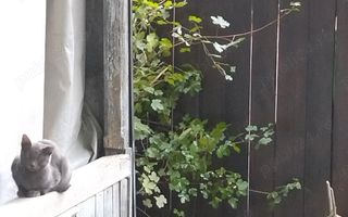 Casă Tătărași excepțional situată! - Poză 8