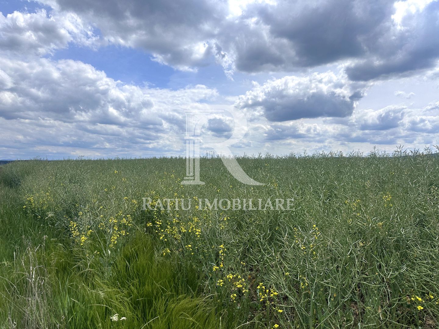 Teren Extravilan | Oportunitate de investiție | Bihor - Poză 1