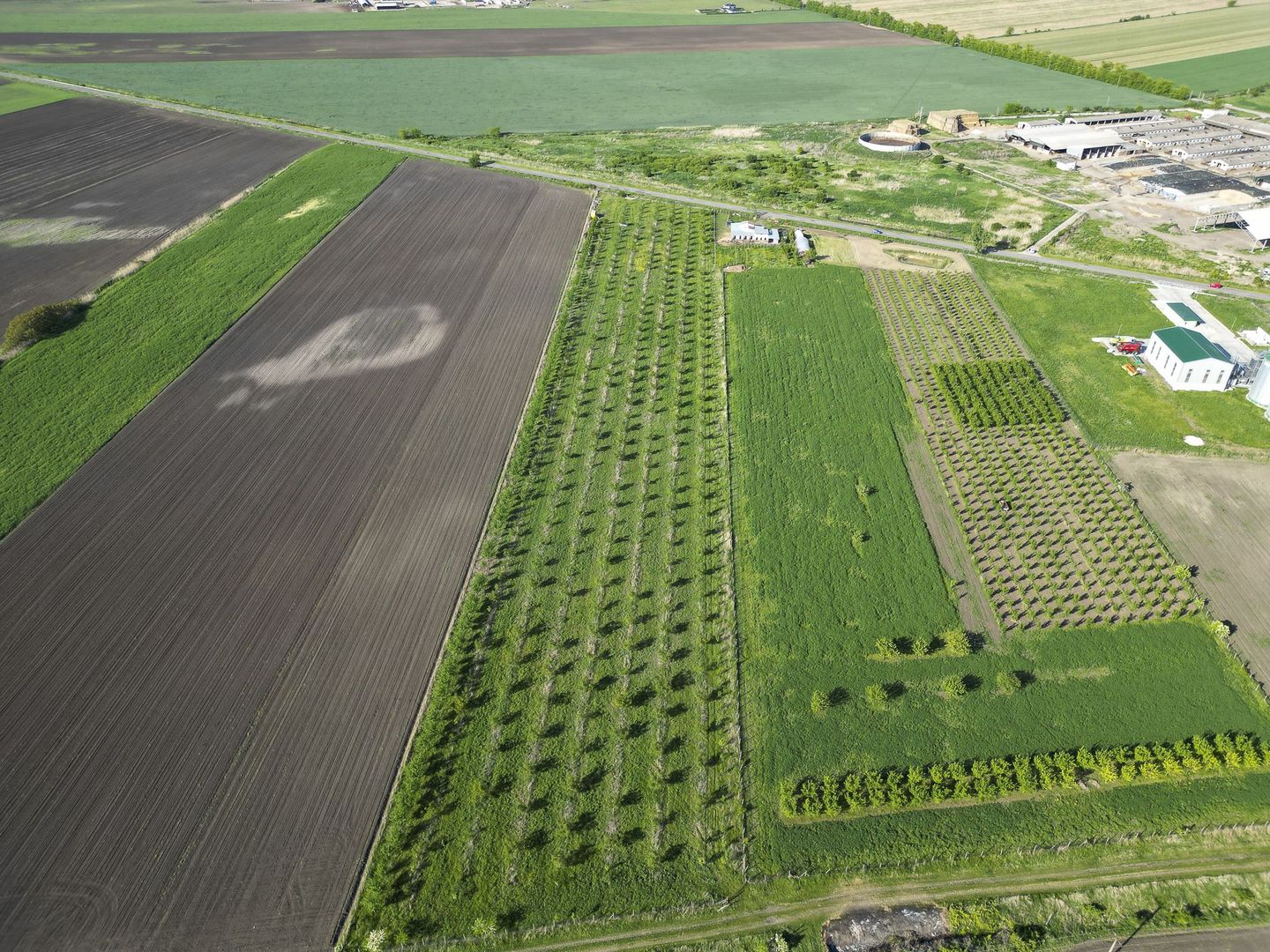 Livadă de nuci și pruni 2.4ha în Variașul Mare - Poză 18