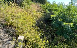 Teren intravilan 1800 mp cu constructie casa-Chinteni - Poză 7