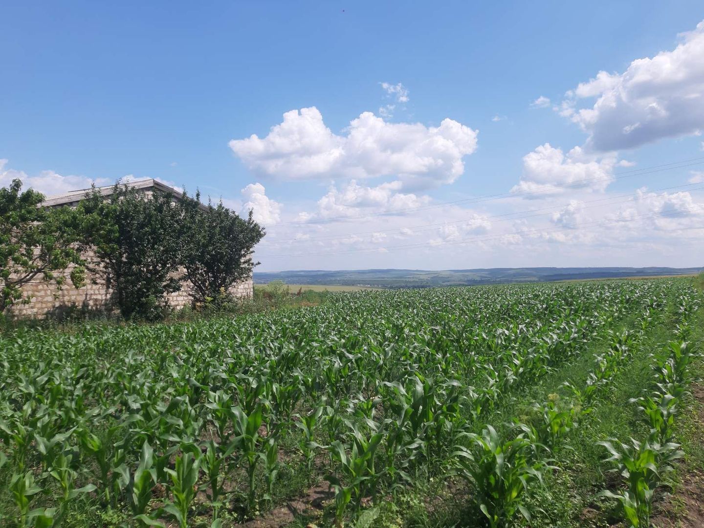 Teren cu spații industriale sau depozitare - Poză 3