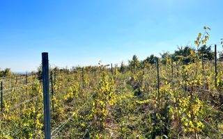 14Ha podgorie, livada pomi fructiferi, si conac 3000mp - Poză 11