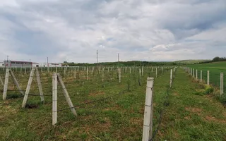 Teren intravilan cu PLANTATIE DE GOJII de vanzare in Racari - Poză 17