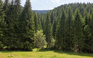 Pretabil Hotel,Pensiune,Case de Vacanta/Utilitati/PUZ - Poză 11