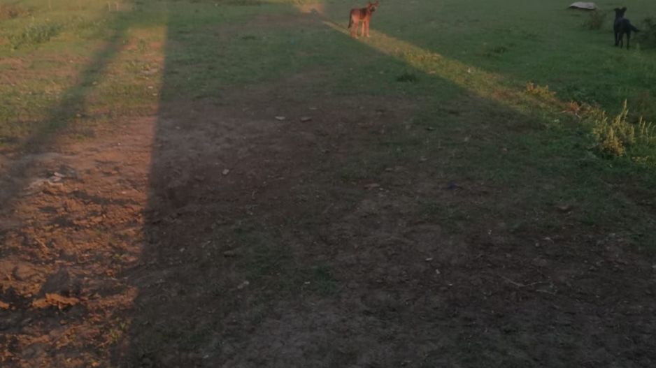 Ferma de vânzare - Poză 4