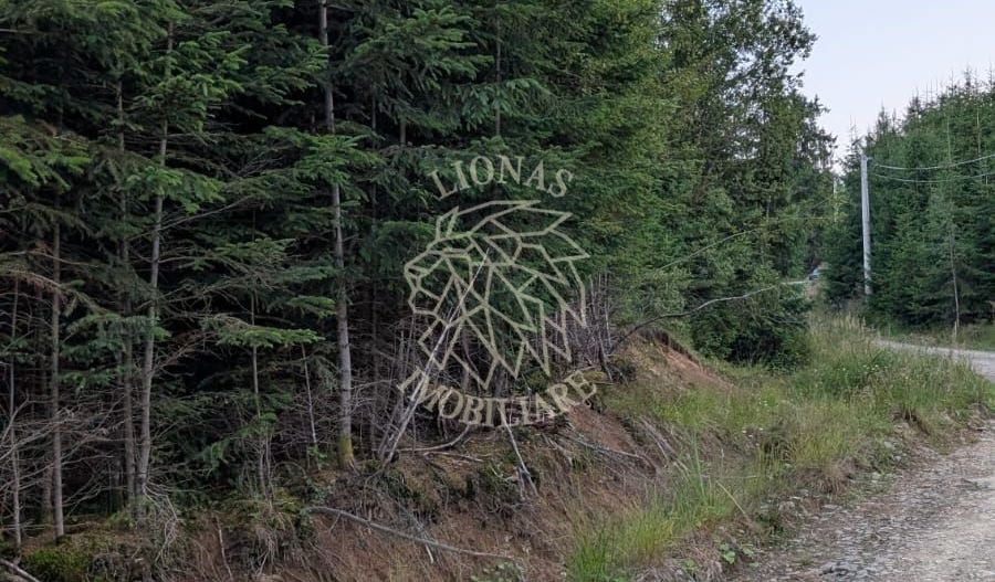 Teren 19,500 mp (1,95 Ha)-curent-ideal cabane-Colibita - Poză 1