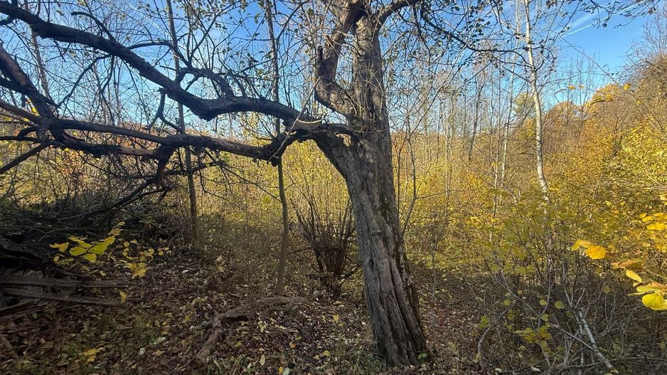 Teren langa pădure 6400mp+casa demolabila-deschidere 35 ml - Poză 9