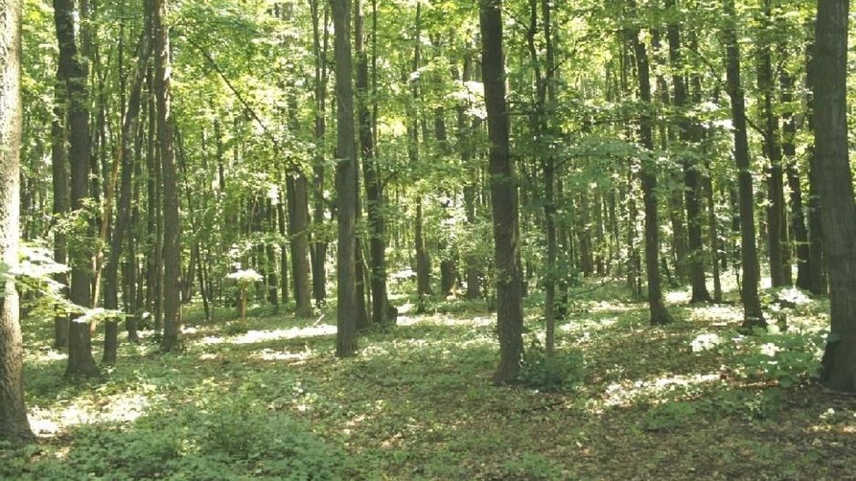 TUNARI - Centura Bucuresti, 16,7 Ha. teren (padure de peste 100 ani) - Poză 2