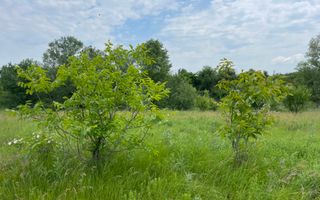 Teren intravilan***1439 mp***Cretesti-Vidra-Ilfov - Poză 28