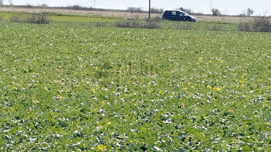 Teren 20.141 mp de vanzare in zona Aeroportului Oradea - Poză 8