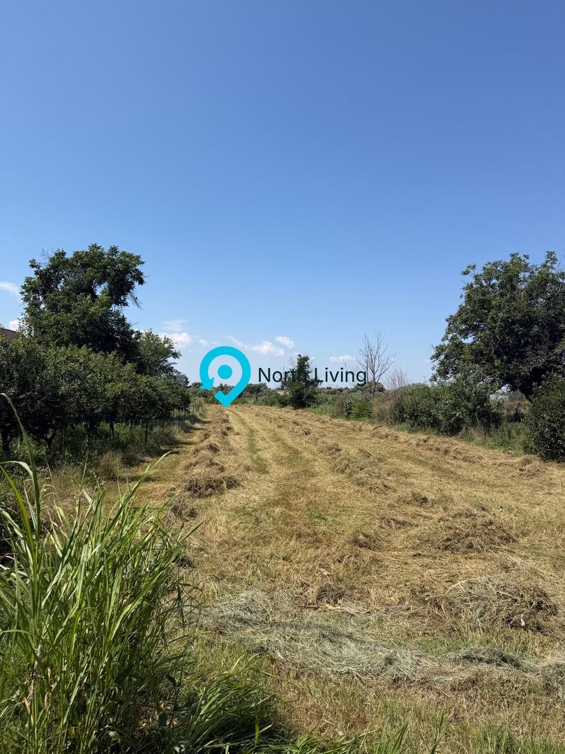 Teren intravilan 4.000 mp Comana (Budeni) | 10 €/mp negociabil | Comis - Poză 5