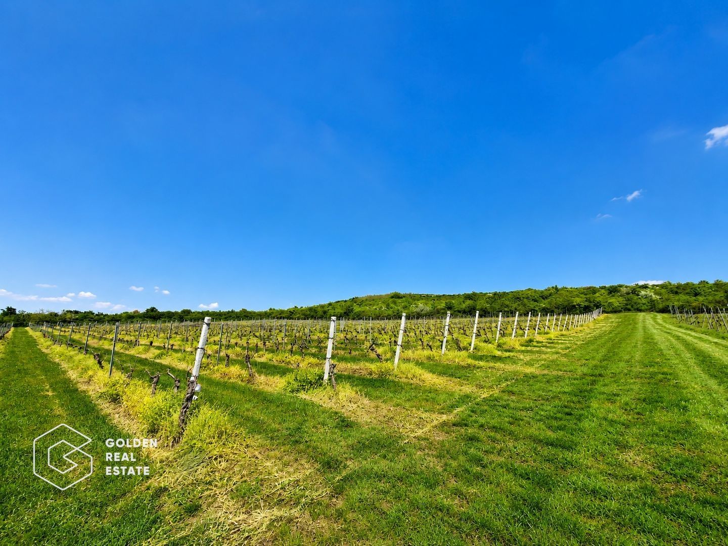 1,35 hectare vie pe rod (Cabernet si Merlot), Siria - Poză 6
