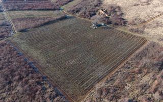 Vita-de-vie Premium  teren de 6800 mp în Covăsinț - Poză 15