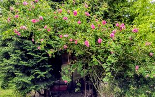 BREBU/PRAHOVA(cod04)-Casa P+1 zona mirifica - Poză 24