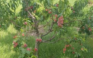 Teren intravilan de vânzare - 6200mp, pădure în apropiere - Poză 15