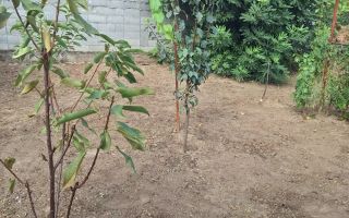 Apartament cu 1 camera. zona  Elisabetin - Poză 5